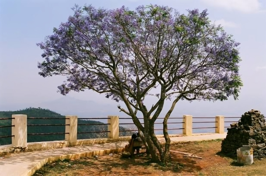 Pagoda Point Yercaud