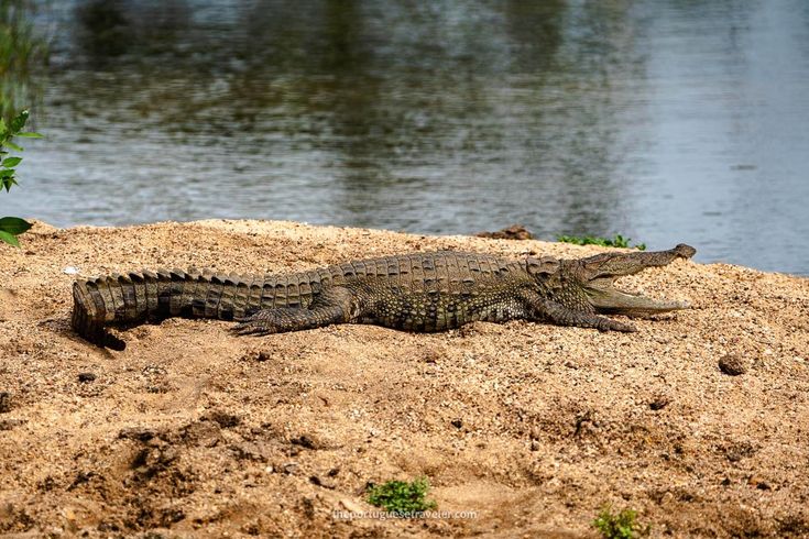 Madras Crocodile Bank Chennai