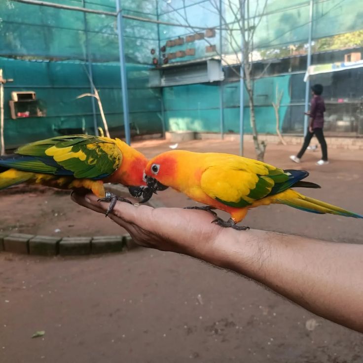 Resort in Yercaud for family stay near bus stand